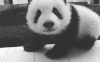看什么 好看吗 这里 小熊猫 可爱 呆萌 萌萌哒