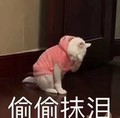 猫咪 喵星人 偷偷抹泪 斗图 搞笑 可爱