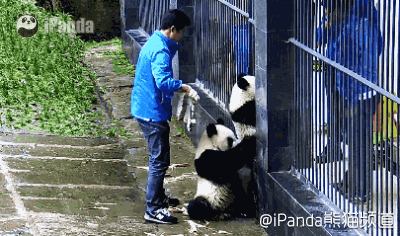 大熊猫 国宝 饲养员 萌