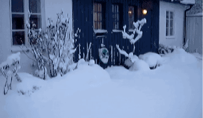 房子 大雪 小猫 动态