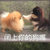 萌宠 汪星人 闭上你的狗嘴 别说话了你 调皮 搞怪