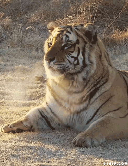 老虎 表情