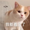 萌宠 猫星人 我都看见了 呵呵 呆萌 可爱