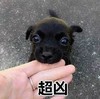 萌宠 汪星人 超凶 凶巴巴 搞怪 呆萌