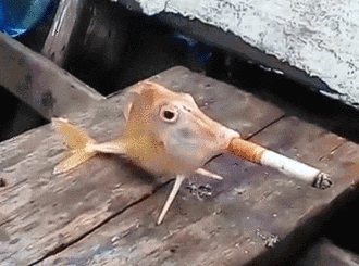 鱼儿 吸烟 搞怪