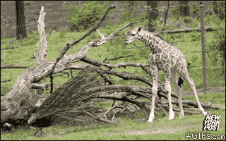 长颈鹿 孔雀 丛林 撩拨 吓跑 搞笑 giraffe