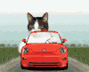 大猫 小车  图片 动态