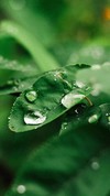 壁纸 手机壁纸 屏幕进水了 水滴 雨点 雨点壁纸