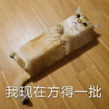 慌得一比 猫