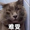 萌宠 猫星人 难受 无奈 呆萌 可爱