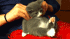 猫咪 享受 按摩