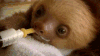 树懒 sloth 呆萌 喝奶