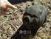 小猪 恶搞 可怜 你住口