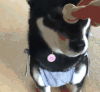 动物 二哈 搞笑 娱乐