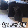 叶良辰 在下 猫咪 小动物
