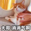 萌宠 猫星人 大哥消消气 别生气了 呆萌 可爱