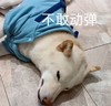 萌宠 汪星人 不敢动弹 无奈 呆萌 可爱