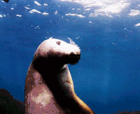 游泳 动物 跳水 密封 海狮