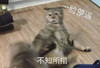 萌宠 猫星人 一脸懵逼 不知所措 搞怪 逗