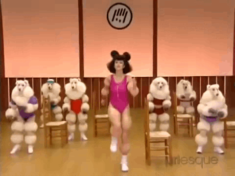贵宾犬 poodle 节目 锻炼