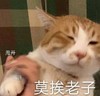 萌宠 猫星人 甩开 别挨着我 呆萌 可爱