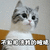 猫 萌宠 喵星人 不敢相信我的眼睛 soogif soogif出品