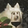 萌宠 猫星人 啊 啥 我失忆了 呆萌 可爱