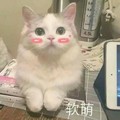 猫咪 脸红 直视 软萌