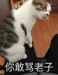 你敢骂老子 猫咪 瞪眼 歪头