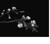 花朵 树枝 黑白 花蕊