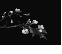 花朵 树枝 黑白 花蕊