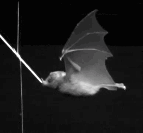 蝙蝠 动物 蝙蝠   ,皮瓣翅膀  ,在绳子