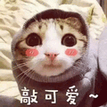 敲可爱 猫