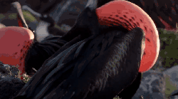 加拉帕戈斯群岛 动物 嘴 求偶 纪录片 鸟类 红嘴鹲