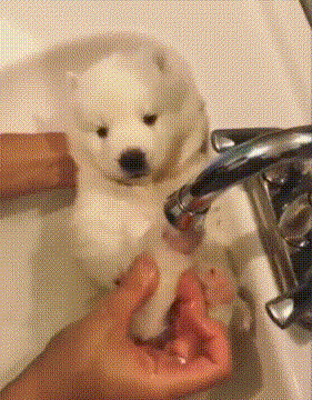 狮子狗 洗澡 可爱 搞笑 享受