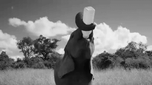 喝 口渴的 可爱的 动物 大象 elphant 狂饮