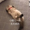萌宠 喵星人 小腿一绕 无可救药 呆萌 可爱