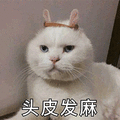 萌宠 猫咪 猫 喵星人 头皮发麻 拒绝