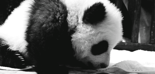 熊猫 可爱 萌 宝宝