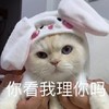 萌宠 喵星人 你看我理你吗 呆滞 呆萌 可爱
