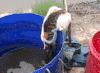 小猫 水桶 动态 救援