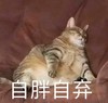 萌宠 喵星人 自暴自弃 胖死算了 憨憨 可爱