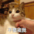 萌宠 猫星人 不要挨我 嫌弃 呆萌 可爱