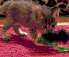 猫咪 可爱 搞笑 淘气 喵星人