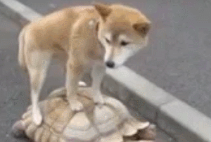 萌宠 可爱 汪星人 狗狗 狗