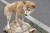 萌宠 可爱 汪星人 狗狗 狗