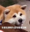 萌宠 汪星人 非要我满眼失望地看着你吗 无奈 搞怪 呆萌