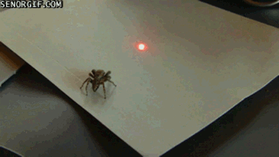 激光笔 蜘蛛 可怕 玩坏 二货 傻逼
