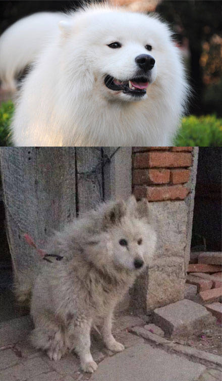 双十一 购物 买买买 双11 1111 双十一前 VS 后 双十一前的你 VS 双十一后的你 吃土 萌宠 狗
