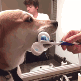 狗狗 叼着牙膏 挤牙膏 刷牙